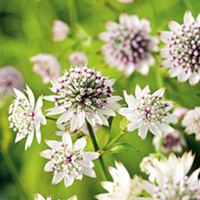 Astrantia Plant - Star of Billion