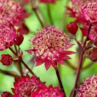 Astrantia Plant - Star of Love