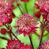 Astrantia Plant - Star of Love