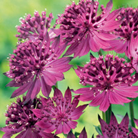 Astrantia Plant - Venice