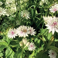 Astrantia Plants - Florence