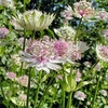 Astrantia Plants - Florence