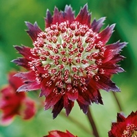 Astrantia Plants - Moulin Rouge