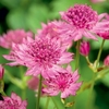 Astrantia Plants - Roma