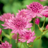 Astrantia Plants - Roma