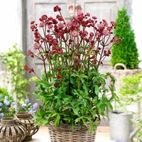 Astrantia Plants - Star of Love