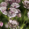 Astrantia Seeds