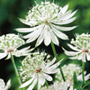 Astrantia Shaggy