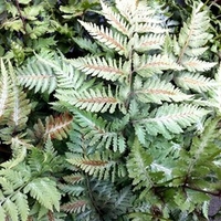 Athyrium Plant - Metallicum