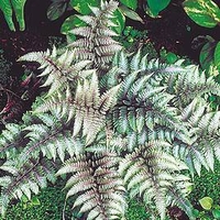 Athyrium Plant - Metallicum