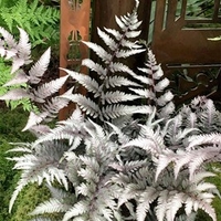 Athyrium Plants - Metallicum