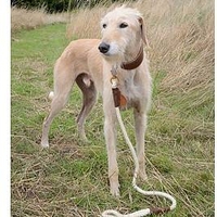 Au naturel Trigger Hook Dog Lead