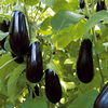 Aubergine F1 Scorpio Plants