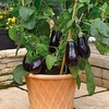 Aubergine Grafted Plant - F1 Scorpio