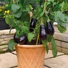 Aubergine Grafted Plants - F1 Scorpio