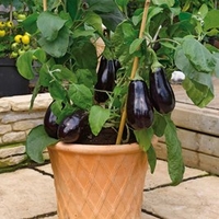 Aubergine Grafted Plants - F1 Scorpio