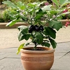 Aubergine Patio Plant - Patio Baby