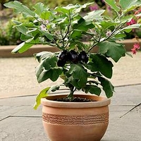 Aubergine Patio Plant - Patio Baby