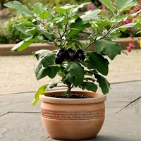 Aubergine Patio Veg Plants - Patio Baby