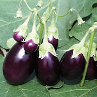 Aubergine Plants - F1 Ophelia