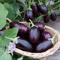 Aubergine Seeds - Ophelia F1