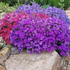 Aubrieta Flower Plants - Mix