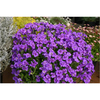 Aubrieta Plant - Blue Beauty