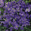 Aubrieta Plant - Cascade Blue