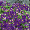 Aubrieta Plant - Cascade Purple
