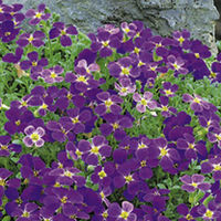 Aubrieta Plant - Cascade Purple
