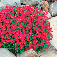 Aubrieta Plant - Cascade Red