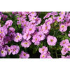 Aubrieta Plant - Double Pink