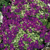 Aubrieta Plant - Dr Mules Variegated