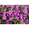 Aubrieta Plant - Royal Red
