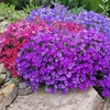 Aubrieta Plants - Mix
