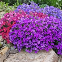 Aubrieta Plants - Mix