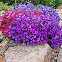 Aubrieta Plants - Mix