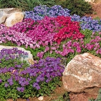 Aubrieta Plants - Mix