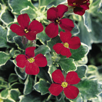 Aubrieta Plants - Swan Red