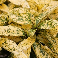 Aucuba japonica Plant - Crotonifolia