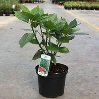 Aucuba japonica Plant - Roxannie