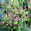 Aucuba japonica Plant - Rozannie