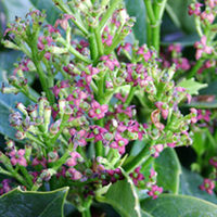 Aucuba japonica Plant - Rozannie