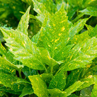 Aucuba japonica Plant - Variegata