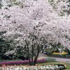 Autumn Cherry Tree