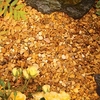 Autumn Gold - Bulk