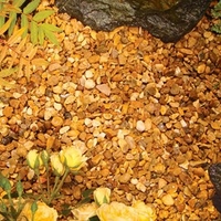 Autumn Gold - Bulk
