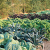 Autumn Veg Plants - Collection
