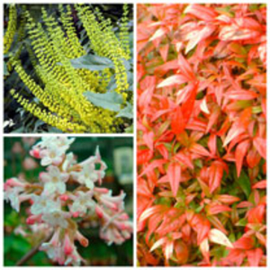 Autumn/Winter Shrub Collection