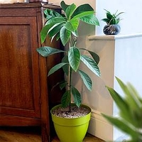 Avocado Plant - 2LTR